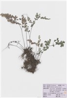 藏品(鐵線蕨)的圖片